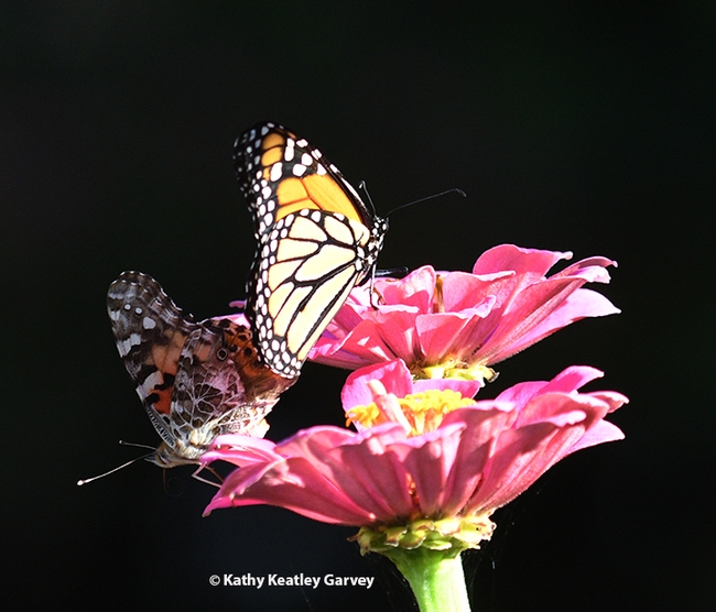 A painted lady, Vanessa cardui, touches down next to a male monarch, Danaus plexippus, on a pink zinnia in a Vacaville pollinator garden. (Photo by Kathy Keatley Garvey)