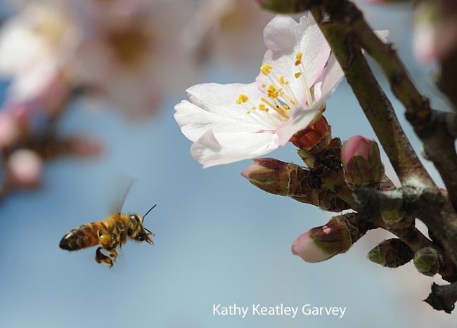 Honey bee cleaning her tongue as she heads for the next blossom. (Photo by Kathy Keatley Garvey)