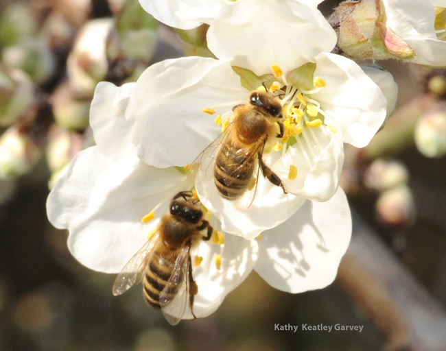 Honey bees foraging in almonds on the grounds of the Laidlaw facility. (Photo by Kathy Keatley Garvey)