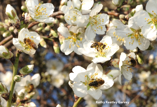 Five bees foraging on the almonds on the Laidlaw facility grounds. (Photo by Kathy Keatley Garvey)