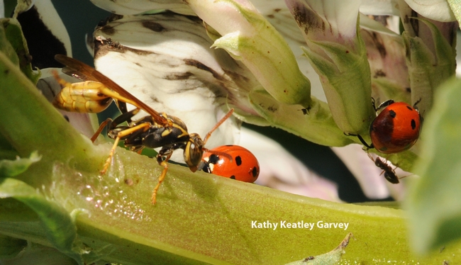 Paper wasp crawls past a ladybug. Note the ant by the other ladybug. (Photo by Kathy Keatley Garvey)