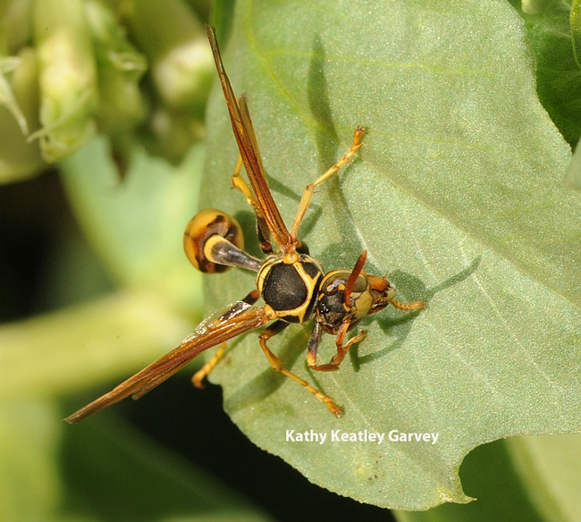 Close-up of paper wasp (genus Mischocyttarus). (Photo by Kathy Keatley Garvey)