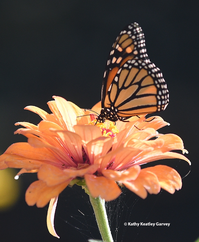 A migrating monarch butterfly finds nectar in a zinnia in a Vacaville pollinator garden. (Photo by Kathy Keatley Garvey)