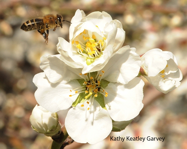 Honey bee in flight on Valentine's Day. (Photo by Kathy Keatley Garvey)
