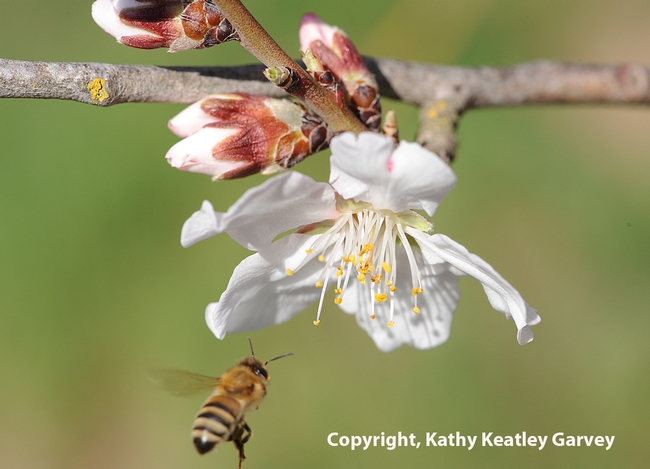 Honey bee heading for an almond blossom on Bee Biology Road at UC Davis.  (Photo by Kathy Keatley Garvey)