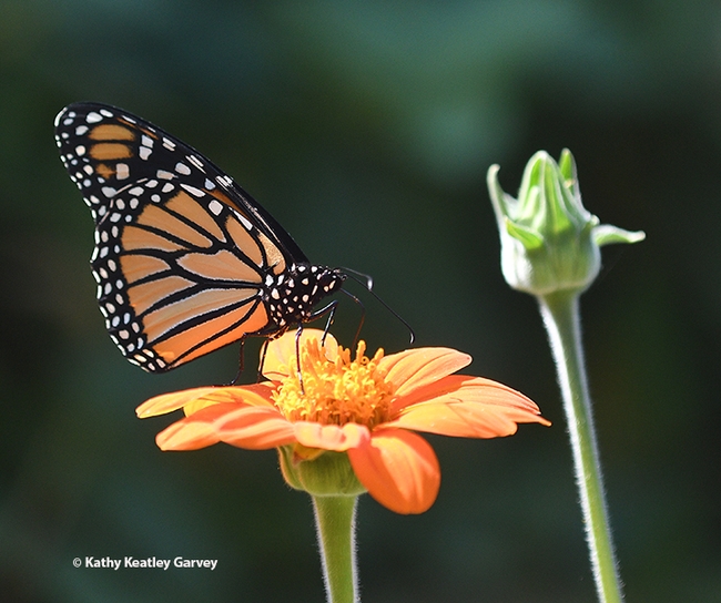 A monarch butterfly nectaring on a Mexican sunflower, Tithonia rotundifola, in a Vacaville garden. (Photo by Kathy Keatley Garvey)