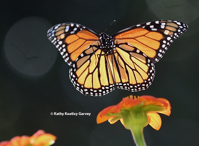 Wings up! A monarch takes flight in a Vacaville garden. (Photo by Kathy Keatley Garvey)