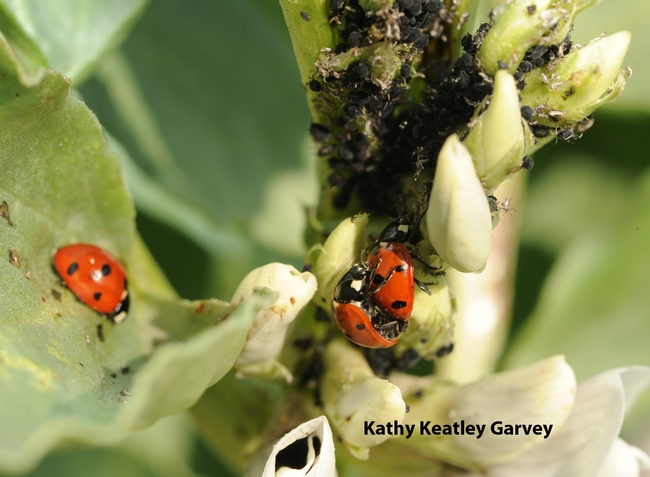 Note the scores of aphids behind the ladybugs. (Photo by Kathy Keatley Garvey)