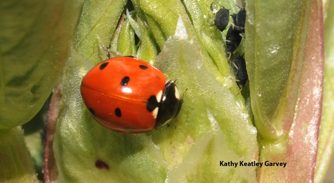 Ladybug crawls past some aphids. (Photo by Kathy Keatley Garvey)