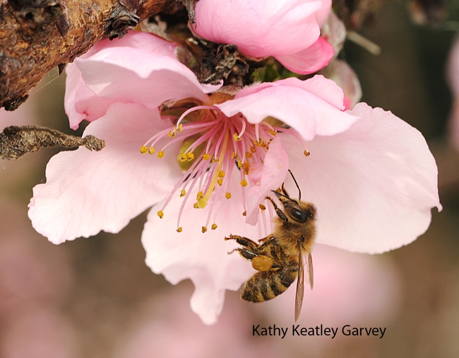 Honey bee on nectarine blossom on Presidents' Day. (Photo by Kathy Keatley Garvey)