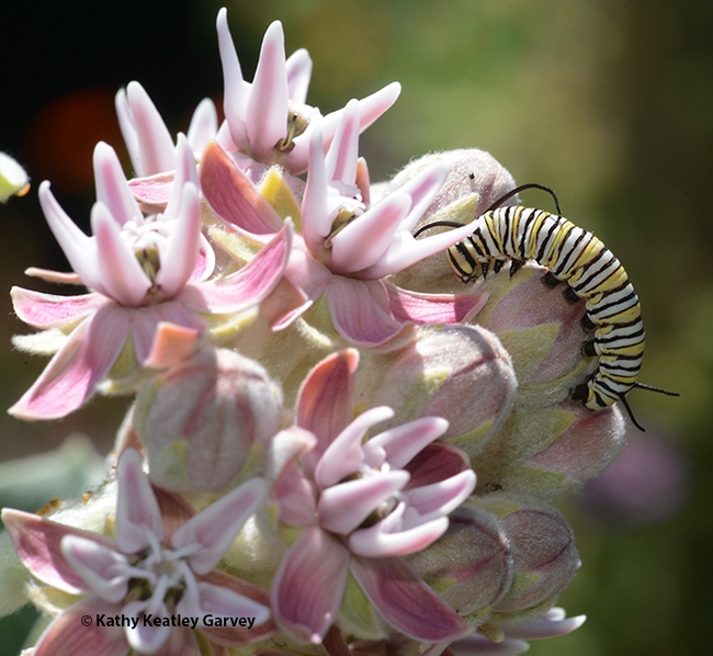 A monarch caterpillar chomping on showy milkweed, Asclepias speciosa, in a Vacavile garden. (Photo by Kathy Keatley Garvey)