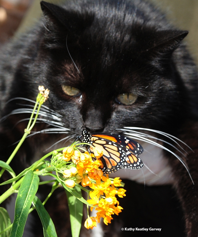 Xena the Warrior Princess (2000-2016) checking out a monarch butterfly in a Vacaville garden. (Photo by Kathy Keatley Garvey)