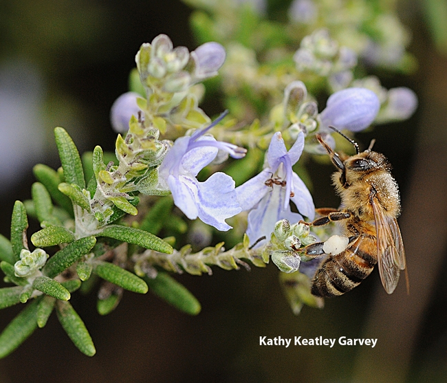 Honey bee foraging on rosemary. (Photo by Kathy Keatley Garvey)