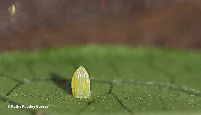 A tiny monarch egg, about the size of a pin head. (Photo by Kathy Keatley Garvey)