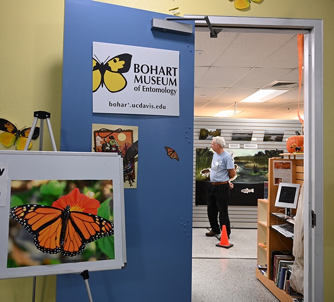 An enlarged image of a monarch butterfly (by Kathy Keatley Garvey) graced the entrance to the Bohart Museum's open house on monarchs. In back is Bohart associate Mike Pitcairn, retired entomologist from the California Department of Food and Agriculture. (Photo by Kathy Keatley Garvey)