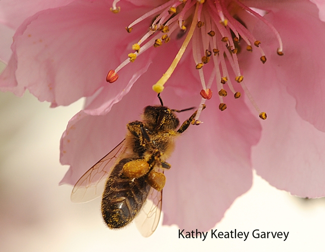 Honey bee packing more pollen. (Photo by Kathy Keatley Garvey)