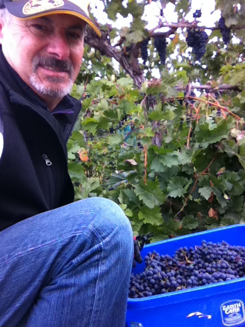 Murray Isman harvesting grapes in British Columbia