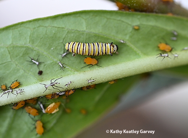 A monarch caterpillar sharing a milkweed leaf with aphids. This image was taken Nov. 15, 2023 in a Vacaville garden. (Photo by Kathy Keatley Garvey)
