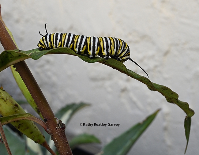 A very hungry monarch caterpillar on the move. This image was taken Nov. 18, 2023 in a Vacaville garden. (Photo by Kathy Keatley Garvey)
