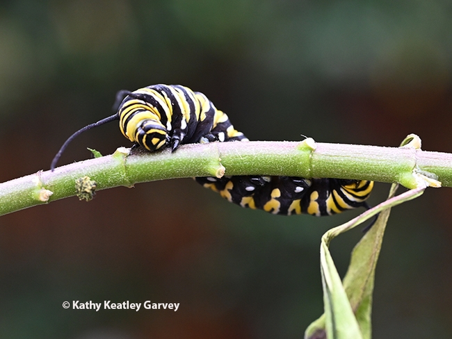 Hi, there! A monarch caterpillar faces the camera. This image was taken Nov. 14, 2023 in a Vacaville garden. (Photo by Kathy Keatley Garvey)