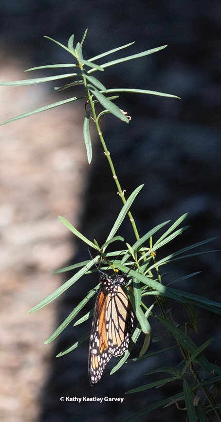 A monarch laying an egg on a narrow-leafed milkweed, Asclepias fascicularis. (Photo by Kathy Keatley Garvey)