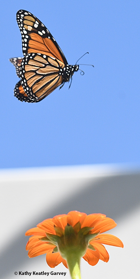 A monarch in flight over a Vacaville garden on Sept. 22, 2023. In the foreground is a Mexican sunflower, Tithonia rotundifola. (Photo by Kathy Keatley Garvey)
