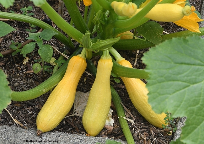 Thank a bee for the squash! (Photo by Kathy Keatley Garvey)