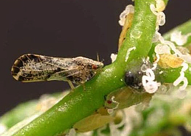 Asian citrus psyllid is an invasive pest. (Photo by M. E. Rogers, University of Florida)