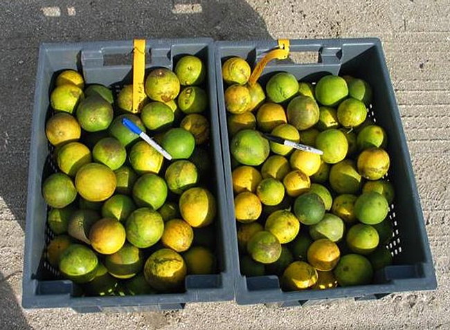 Bin at right shows Huanglongbing (HLB) symptoms caused by Asian citrus psyllid. At left: normal fruit. (Photo by S. E. Halbert, Florida Department of Agriculture and Consumer Services)