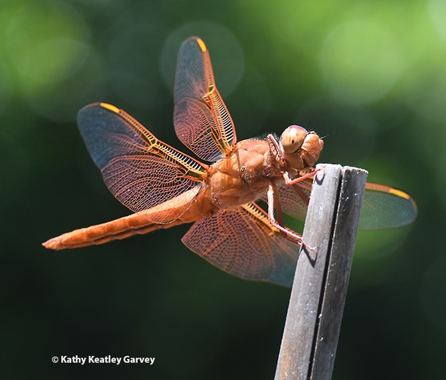 A flameskimmer dragonfly, Libellula saturata, in a Vacaville garden. (Photo by Kathy Keatley Garvey)