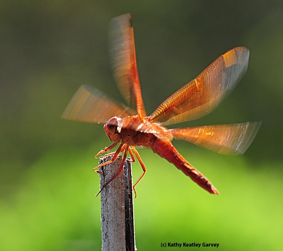 A flameskimmer dragonfly, Libellula saturata, touching down. (Photo by Kathy Keatley Garvey)