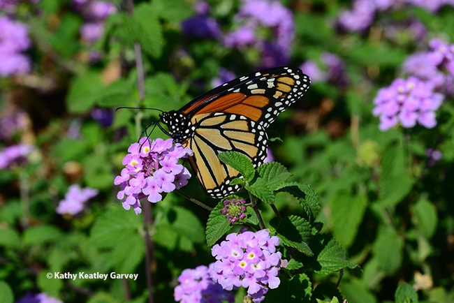 A monarch sips nectar from lantana near a Vacaville supermarket. (Photo by Kathy Keatley Garvey)