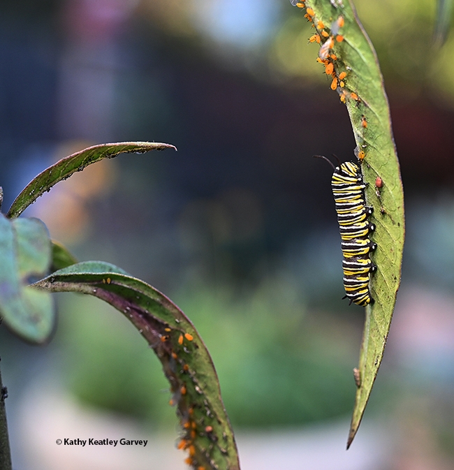 A monarch caterpillar sharing a milkweed leaf with oleander aphids on Dec. 8, 2023 in a Vacaville garden. (Photo by Kathy Keatley Garvey)