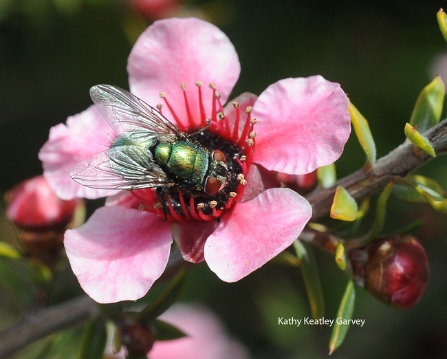 Blow fly gathering nectar from New Zealand tea tree. (Photo by Kathy Keatley Garvey)