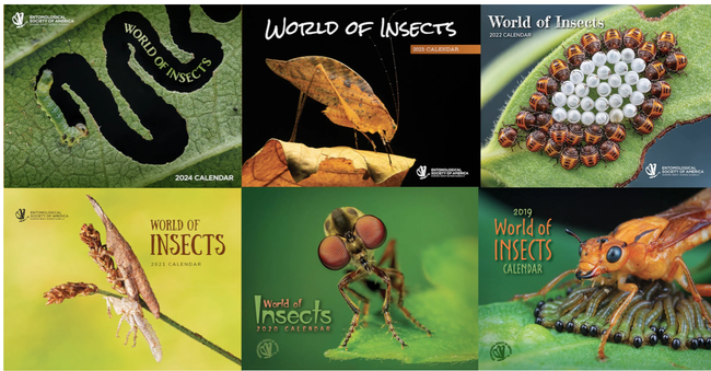 Macro images of insects grace the 2024 Entomological Society of America calendar.