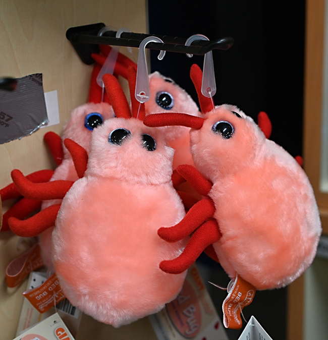 Pink bed bugs are stuffed toy animals. (Photo by Kathy Keatley Garvey)