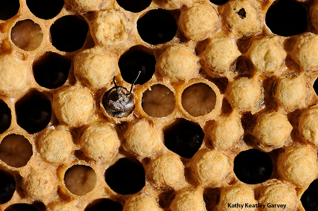 Honey bee larvae grow fast. Here a bee, next to larvae, is ready to emerge. (Photo by Kathy Keatley Garvey)