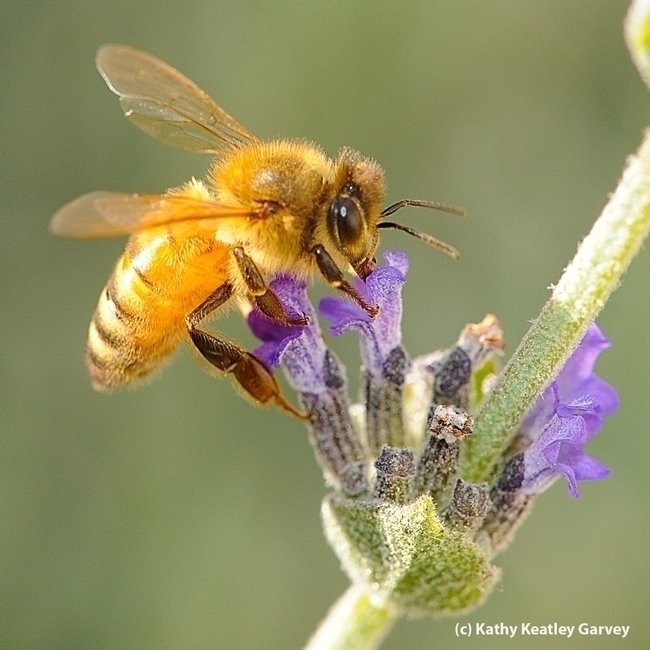 A golden honey bee, a Cordovan, nectaring in a Vacaville, Calif., garden. (Photo by Kathy Keatley Garvey)