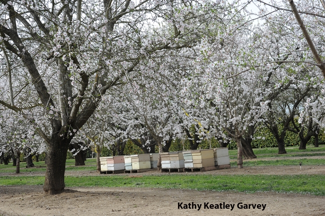 Almond orchard on Pitt School Road, Dixon, Calif. (Photo by Kathy Keatley Garvey)