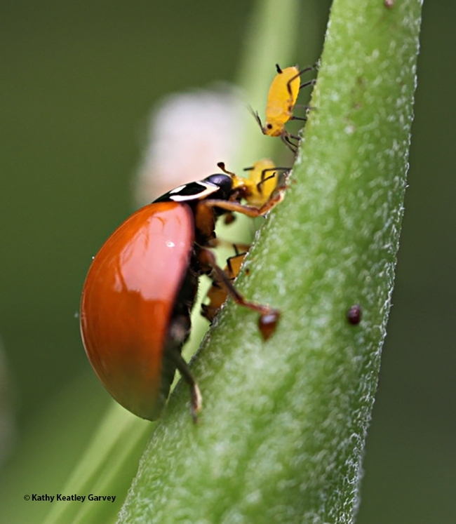 A lady beetle, aka lady bug, devouring aphids. (Photo by Kathy Keatley Garvey)