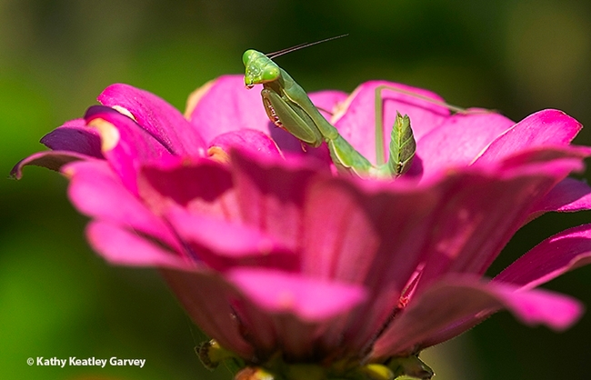 Pretty in pink? A praying mantis, Stagmomantis limbata, sits in a zinnia. (Photo by Kathy Keatley Garvey)