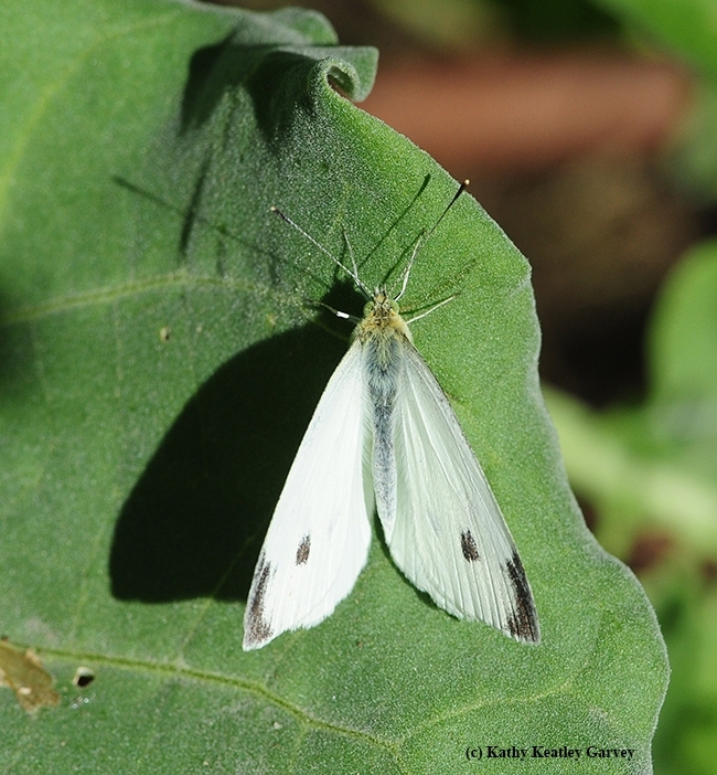 The search is on to collect the first cabbage white butterfly of the year in the three-county area of Yolo, Sacramento and Solano. (Photo by Kathy Keatley Garvey)