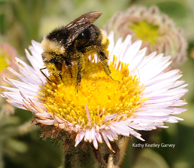Covered in pollen, a yellow-faced bumble bee forages on a seaside daisy at Bodega Bay on June 10, 2010. (Photo by Kathy Keatley Garvey)