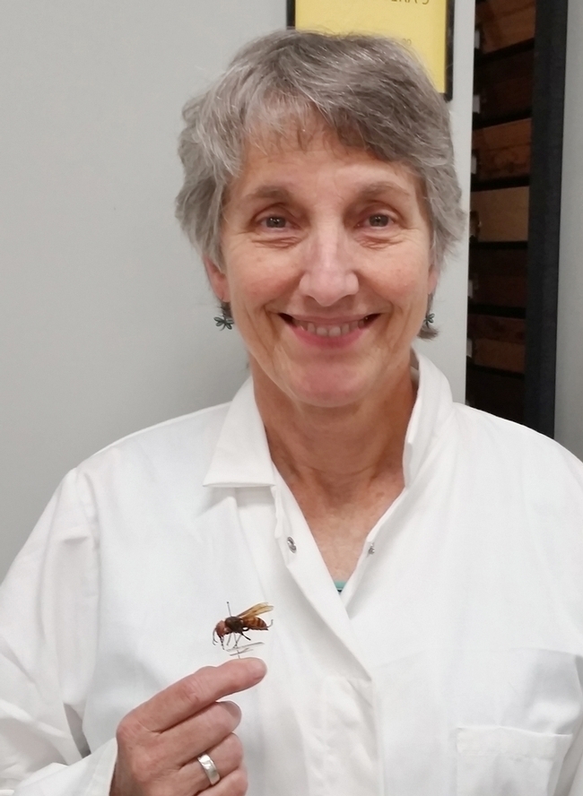 UC Davis distinguished professor Lynn Kimsey with an Asian giant hornet, Vespa mandarinia, which the news media dubbed 