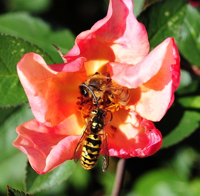 A honey bee and a Western yellowjacket meet on a rose at a UC Davis bee garden. Both are pollinators. (Photo by Kathy Keatley Garvey)