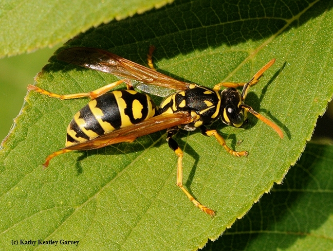 The antennae of the European paper wasp are orange. (Photo by Kathy Keatley Garvey)