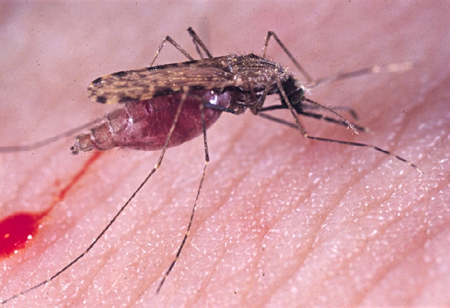 Malaria mosquito, Anopheles gambiae. (Photo by Anthony Cornel)