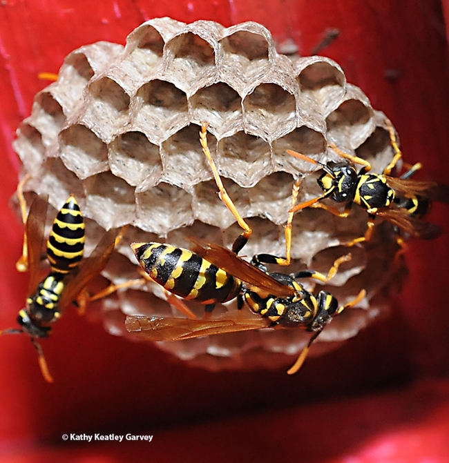 The makings of a European paper wasp nest in Davis. (Photo by Kathy Keatley Garvey)