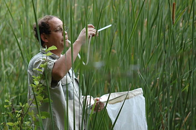 UC Davis medical entomologist Anthony Cornel collecting mosquitoes. (Photo by Rory McAbee)
