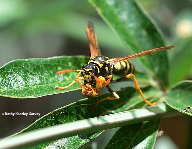 A European paper wasp, Polistes dominula, has just shredded a Gulf Fritillary caterpillar and is about to take the prey to her colony. (Photo by Kathy Keatley Garvey)